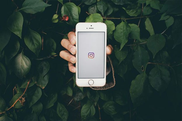 A hand poking out of green leaves holding an iphone open to the Instagram logo.